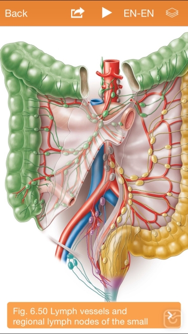 تصاویر Sobotta Anatomy