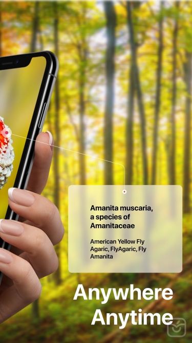 تصاویر Picture Mushroom: Fungi finder ++