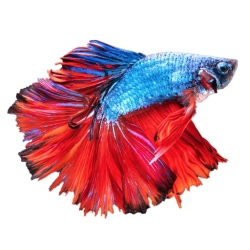 لوگو Betta Fish - Virtual Aquarium