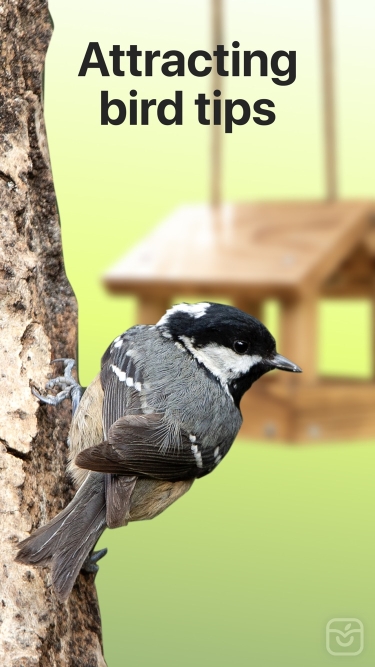 تصاویر Picture Bird ++