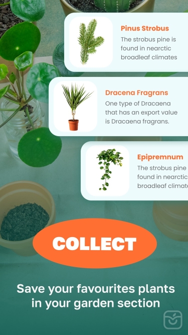 تصاویر Plant identifier flower & tree