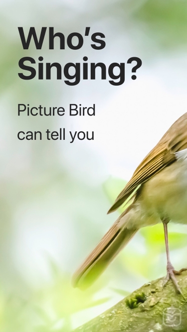 تصاویر Picture Bird ++