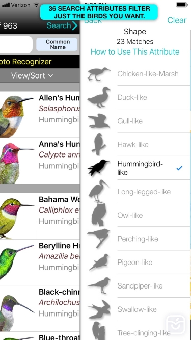 تصاویر iBird Pro Guide to Birds ++