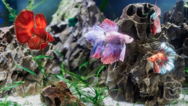 تصاویر Betta Fish - Virtual Aquarium