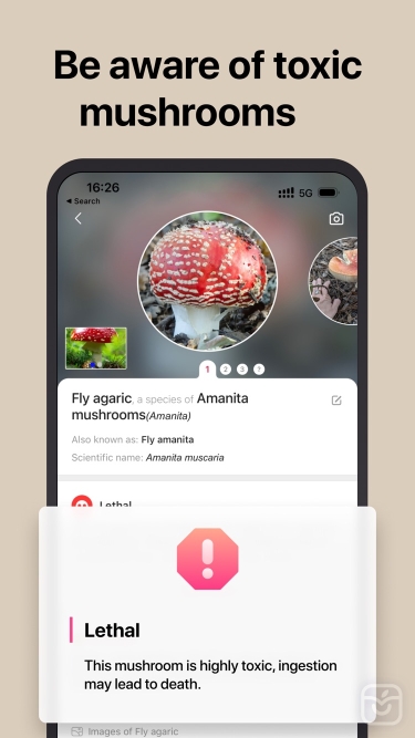 تصاویر Picture Mushroom: Fungi finder ++