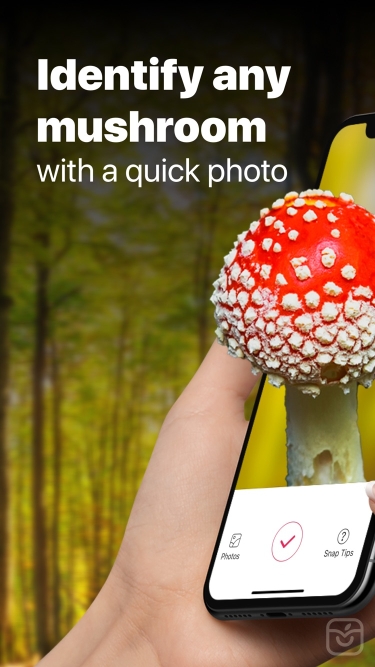 تصاویر Picture Mushroom: Fungi finder ++