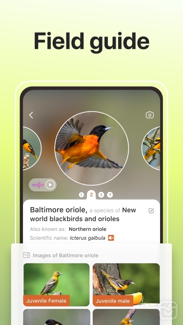 تصاویر Picture Bird ++