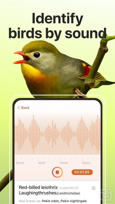 تصاویر Picture Bird ++
