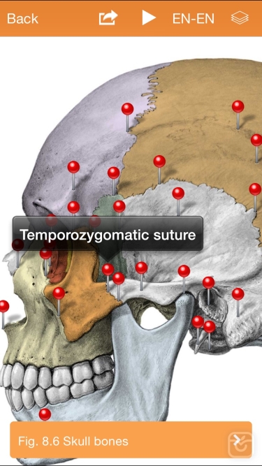 تصاویر Sobotta Anatomy