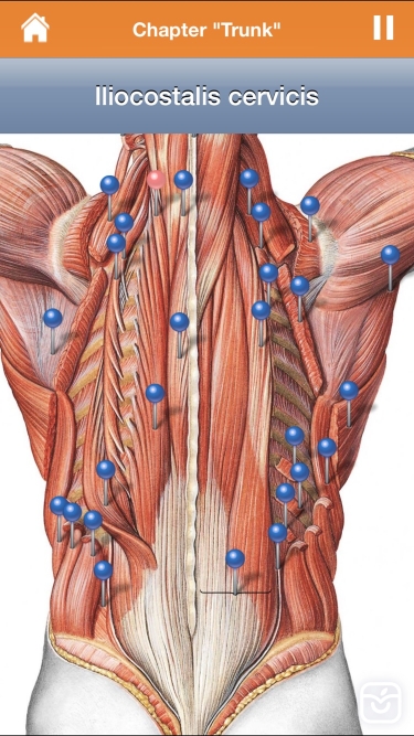 تصاویر Sobotta Anatomy