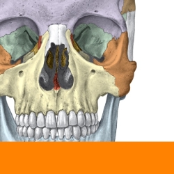 لوگو Sobotta Anatomy