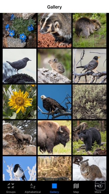 تصاویر Yellowstone NP Field Guide