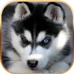 لوگو Talking Dog Virtual Pet Husky