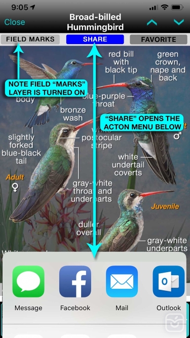 تصاویر iBird Pro Guide to Birds ++