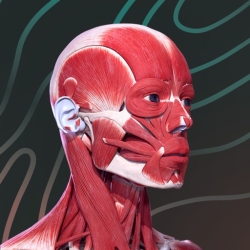 لوگو Easy Anatomy 3D ++