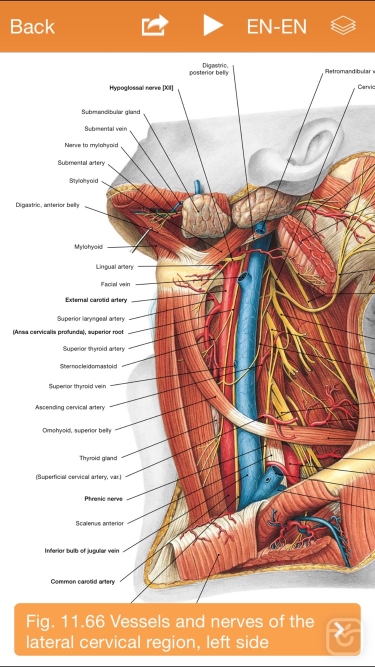 تصاویر Sobotta Anatomy