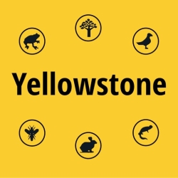 لوگو Yellowstone NP Field Guide