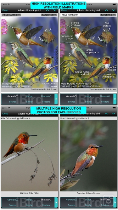 تصاویر iBird Pro Guide to Birds ++